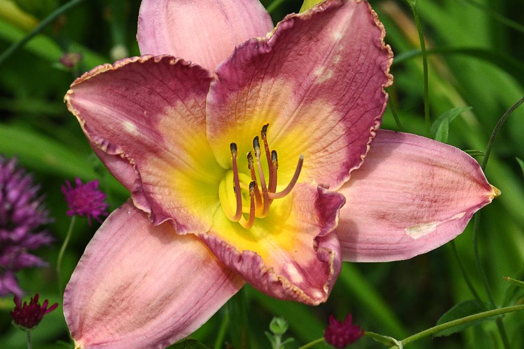 2025-07119541 Tower Hill Botanic Garden, MA.JPG - Daylily. New England Botanic Garden at Tower Hill, MA, 7-11-2025